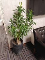 محوطه سازى ادارات در تهران