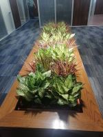 خدمات نگهدارى فضاى سبز ادارات در تهران