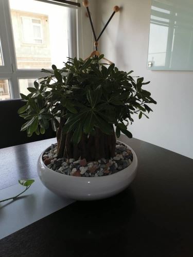 بهترين طراح فضاى سبز در تهران