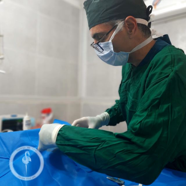 کلینیک دامپزشکی فلامینگو