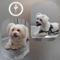 کلینیک دامپزشکی فلامینگو