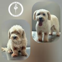 کلینیک دامپزشکی فلامینگو