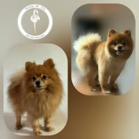 کلینیک دامپزشکی فلامینگو