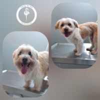 کلینیک دامپزشکی فلامینگو