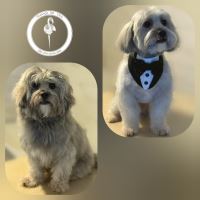 کلینیک دامپزشکی فلامینگو