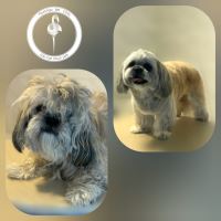 کلینیک دامپزشکی فلامینگو