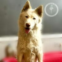 کلینیک دامپزشکی فلامینگو