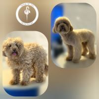 کلینیک دامپزشکی فلامینگو