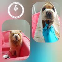 کلینیک دامپزشکی فلامینگو