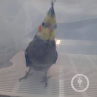 کلینیک دامپزشکی فلامینگو