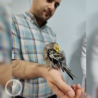 کلینیک دامپزشکی فلامینگو