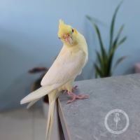 کلینیک دامپزشکی فلامینگو