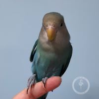 کلینیک دامپزشکی فلامینگو