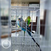 کلینیک دامپزشکی فلامینگو