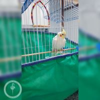 کلینیک دامپزشکی فلامینگو