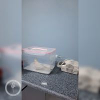 کلینیک دامپزشکی فلامینگو