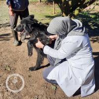 کلینیک دامپزشکی فلامینگو