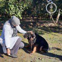 کلینیک دامپزشکی فلامینگو