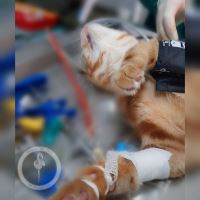 کلینیک دامپزشکی فلامینگو