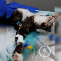 کلینیک دامپزشکی فلامینگو