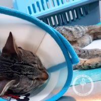 کلینیک دامپزشکی فلامینگو