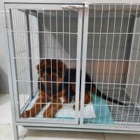 کلینیک دامپزشکی فلامینگو