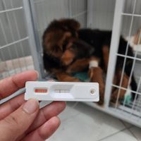 کلینیک دامپزشکی فلامینگو