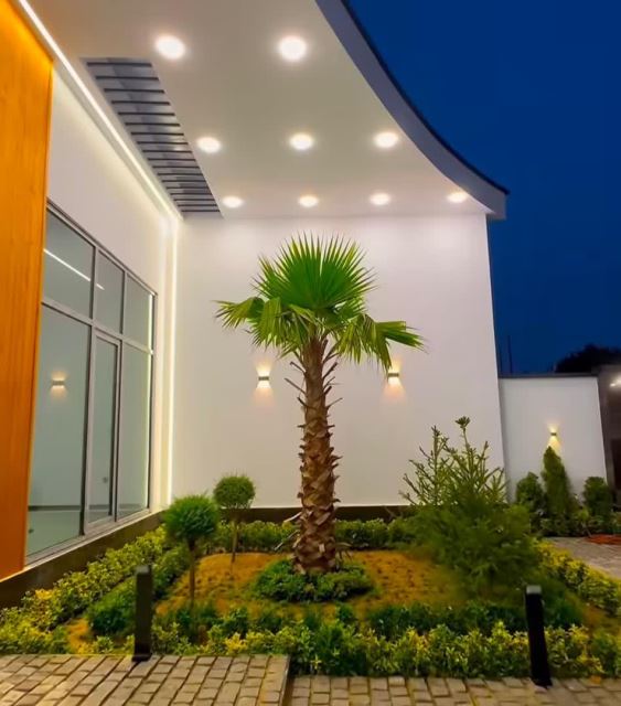 گیاهان نور گیر