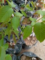 پیوند درخت گردو در اصفهان