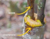 پیوند درخت گردو در اصفهان