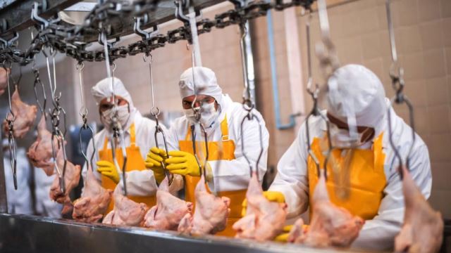 شرکت زنجیره سالم طیور - هلدینگ توسعه غزال