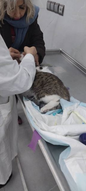 کلینیک دامپزشکی در رودهن