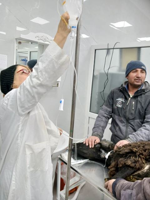 کلینیک دامپزشکی در رودهن