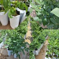 خدمات باغبانی در مشهد