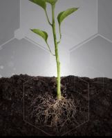 خدمات باغبانی در مشهد