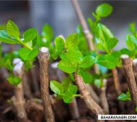 خدمات باغبانی در مشهد