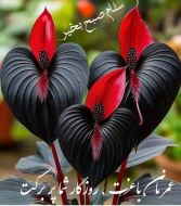 فریبرز فتوحی عبابیگلو