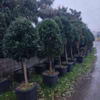 اجرای فضای سبز در کرج