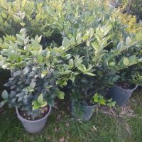 اجرای فضای سبز کرج