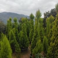 طراحی و اجرای فضای سبز در کرج