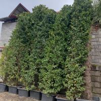 طراح فضای سبز کرج