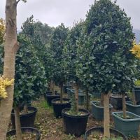 طراحی فضای سبز کرج