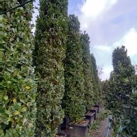 طراحی و اجرای فضای سبز در کرج