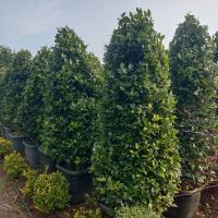 اجرا و طراحی فضای سبز در کرج