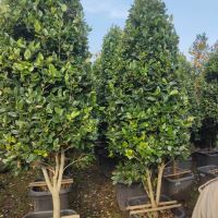 محوطه سازی و اجرای فضای سبز