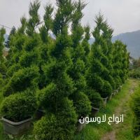 لاوسون
اجرای فضای سبز در کرج