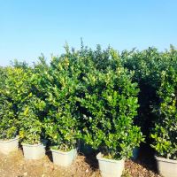 یاس هلندی
اجرای فضای سبز در تهران