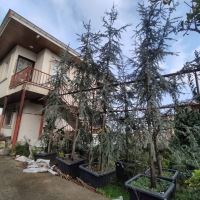 سدروس آتلانتیک آبی جعبه ۸۰ و میلگردی
اجرای فضای سبز در کرج