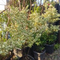 شمشاد سفید پیوندی اجرای فضای سبز در کرج