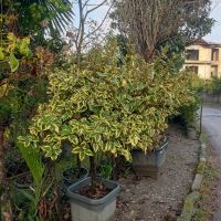 الیاگنوس پیوندی طلایی
اجرای فضای سبز تهران